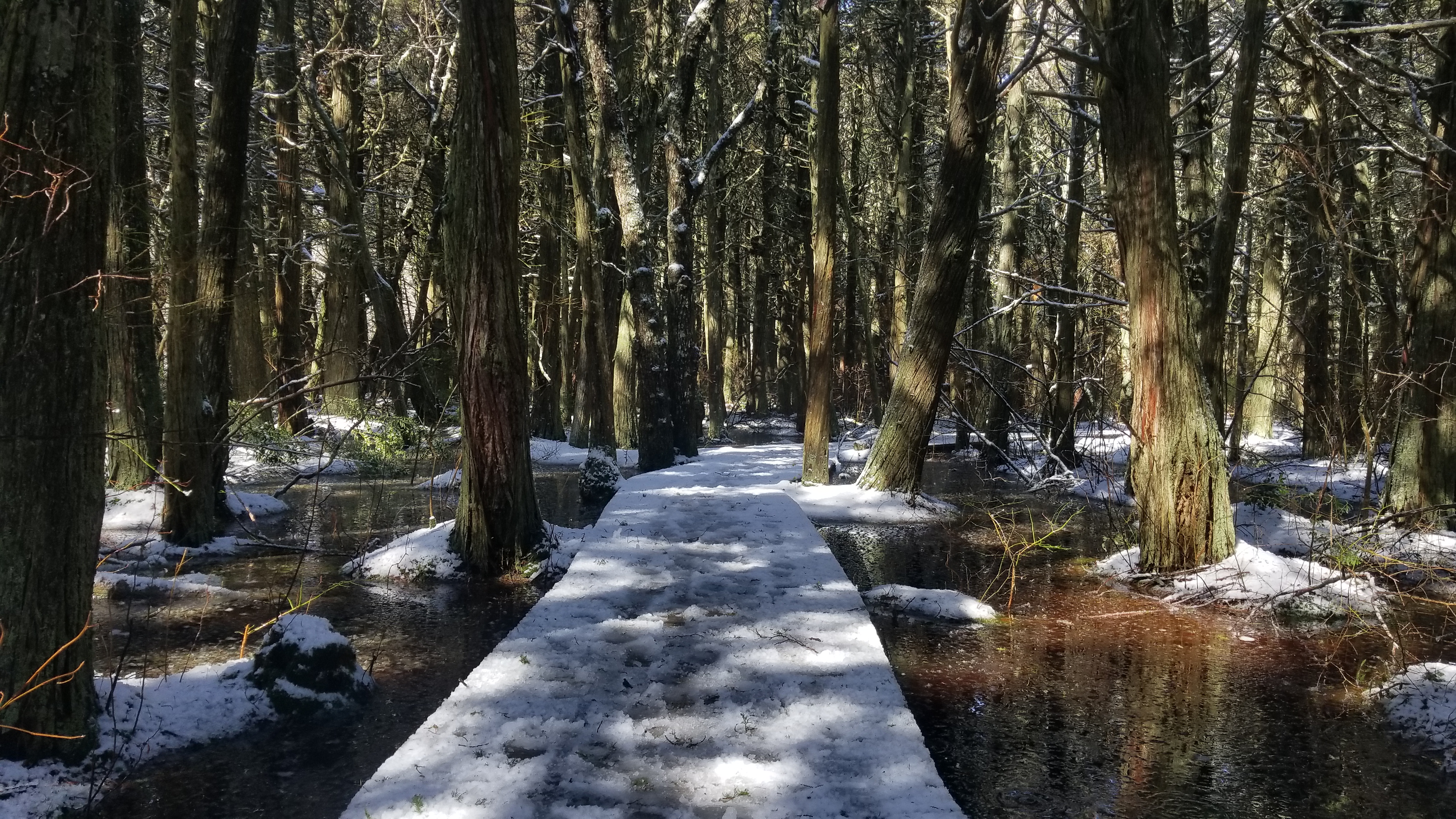 Snowy path winds through a swamp
