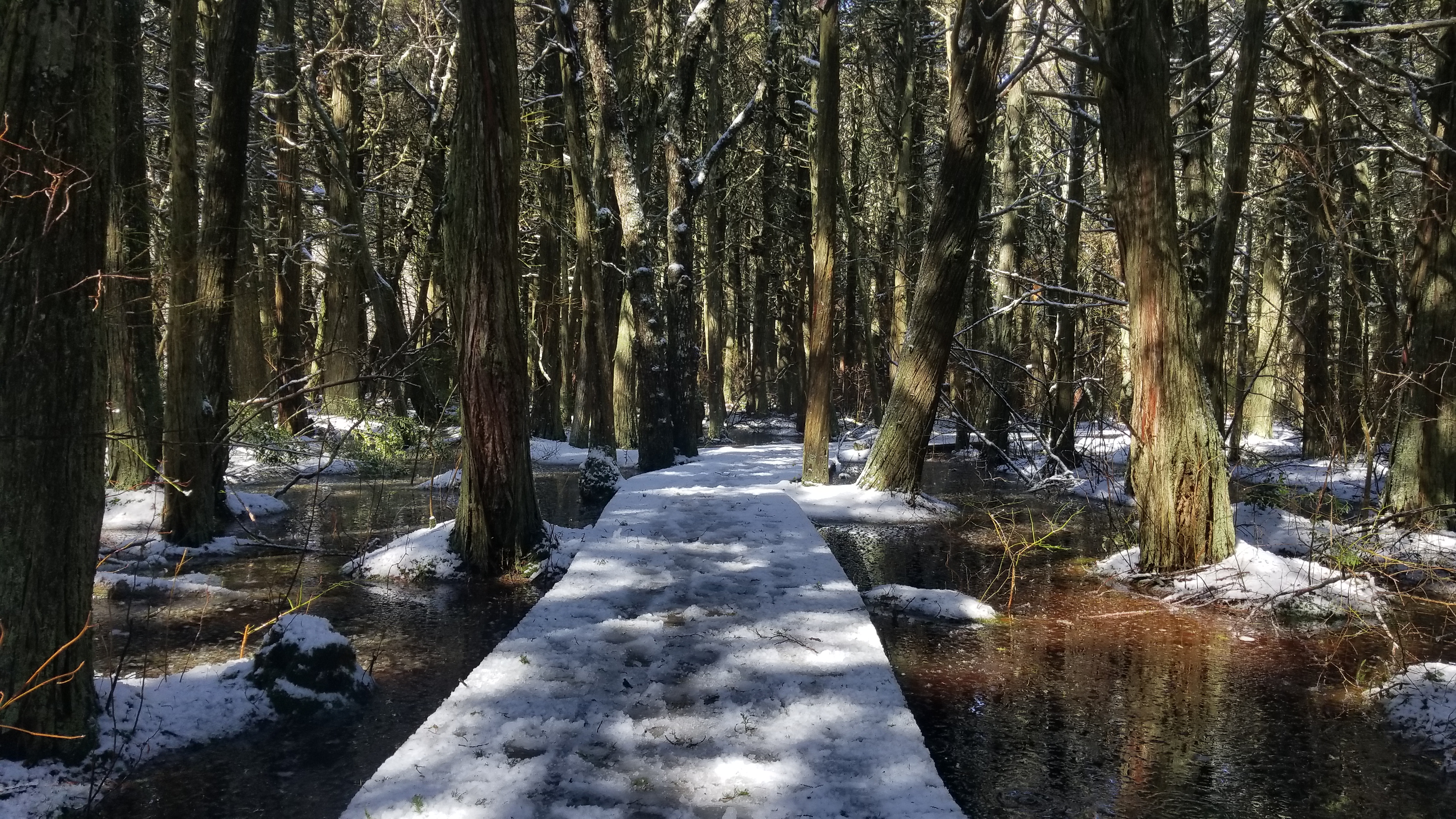 Atlantic White Cedar Swamp Trail Snowy path winds through a swamp