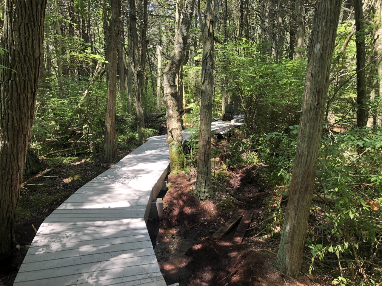A grey boardwalk meanders through a swamp and forest area with tall trees and lush green vegetation