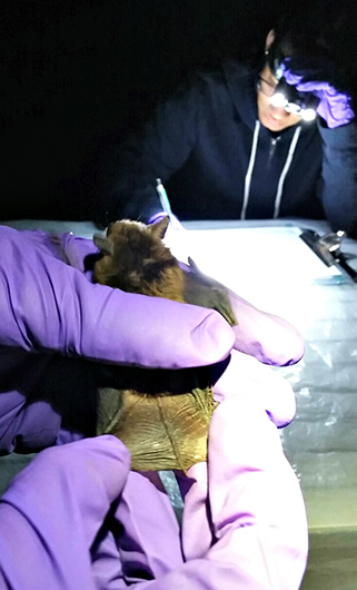 A brown bat rests in the gloved hands of a researcher at night. In front of the bat, another researcher wearing a bright headlamp is writing notes.