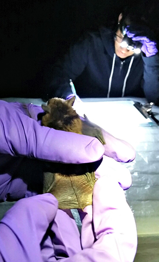 Big brown bat, June 2016 A brown bat rests in the gloved hands of a researcher at night. In front of the bat, another researcher wearing a bright headlamp is writing notes.