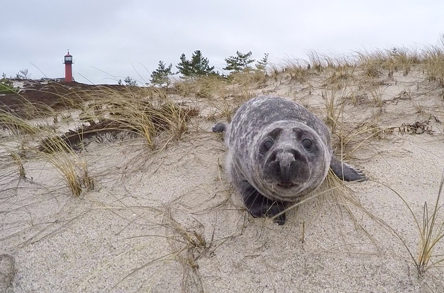 A grey seal pup looks directly at you while lounging on its belly on the sand in front of a lighthouse.