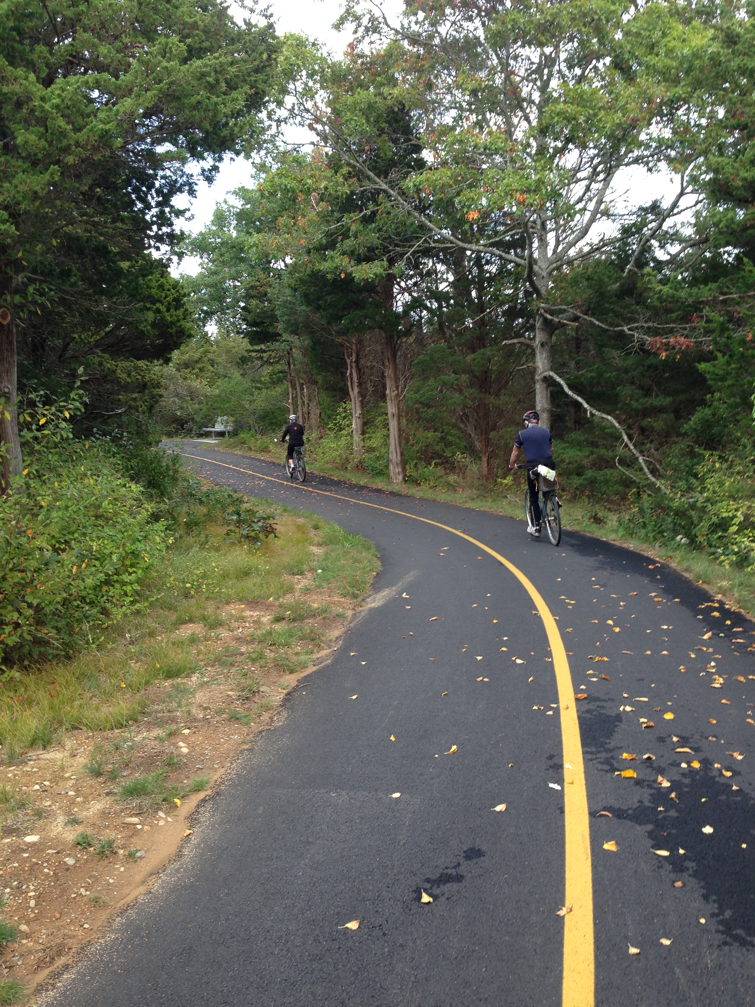 Two bicyclists ride on a bike trail through the woods