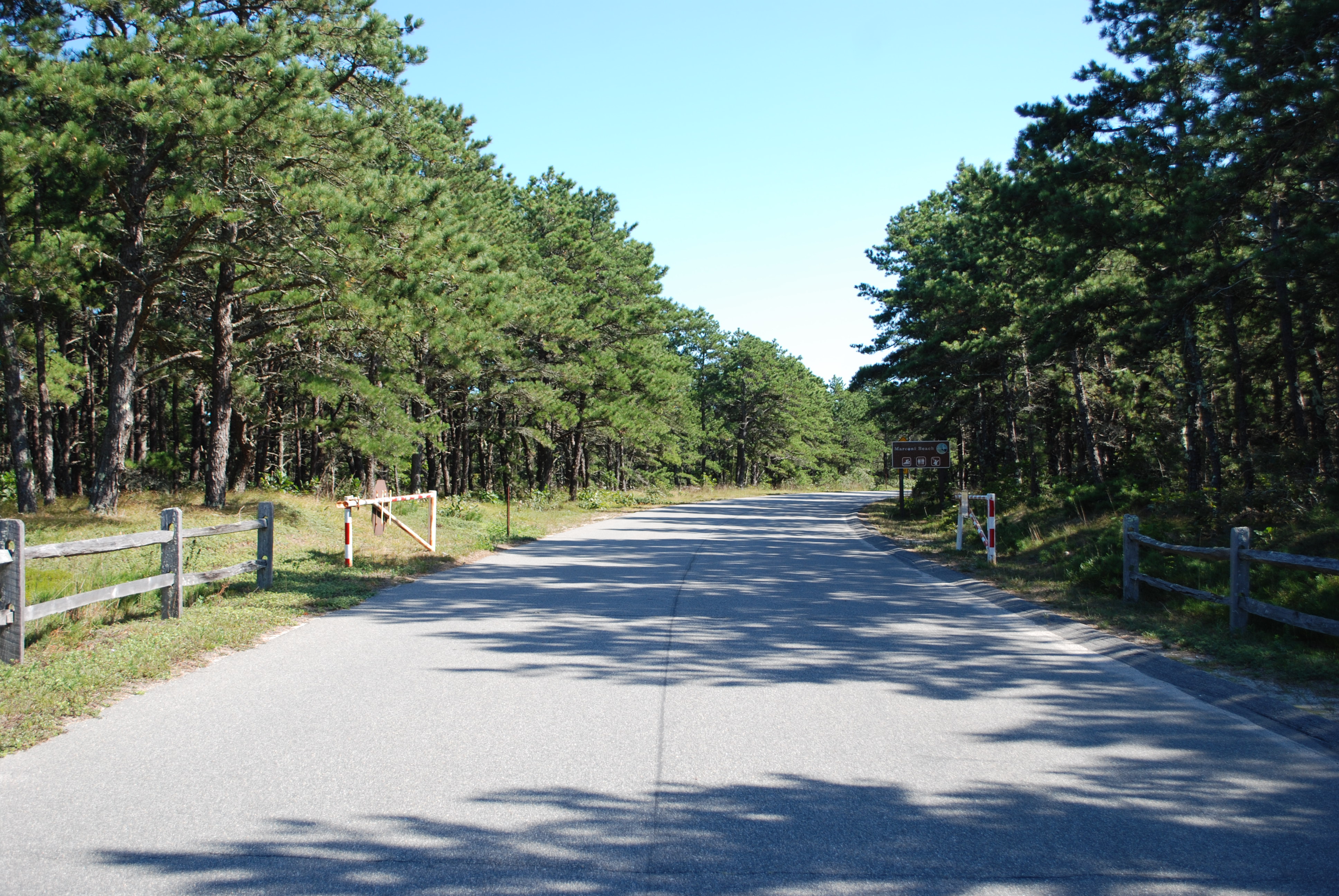 marconi beach road with pine trees along the sides