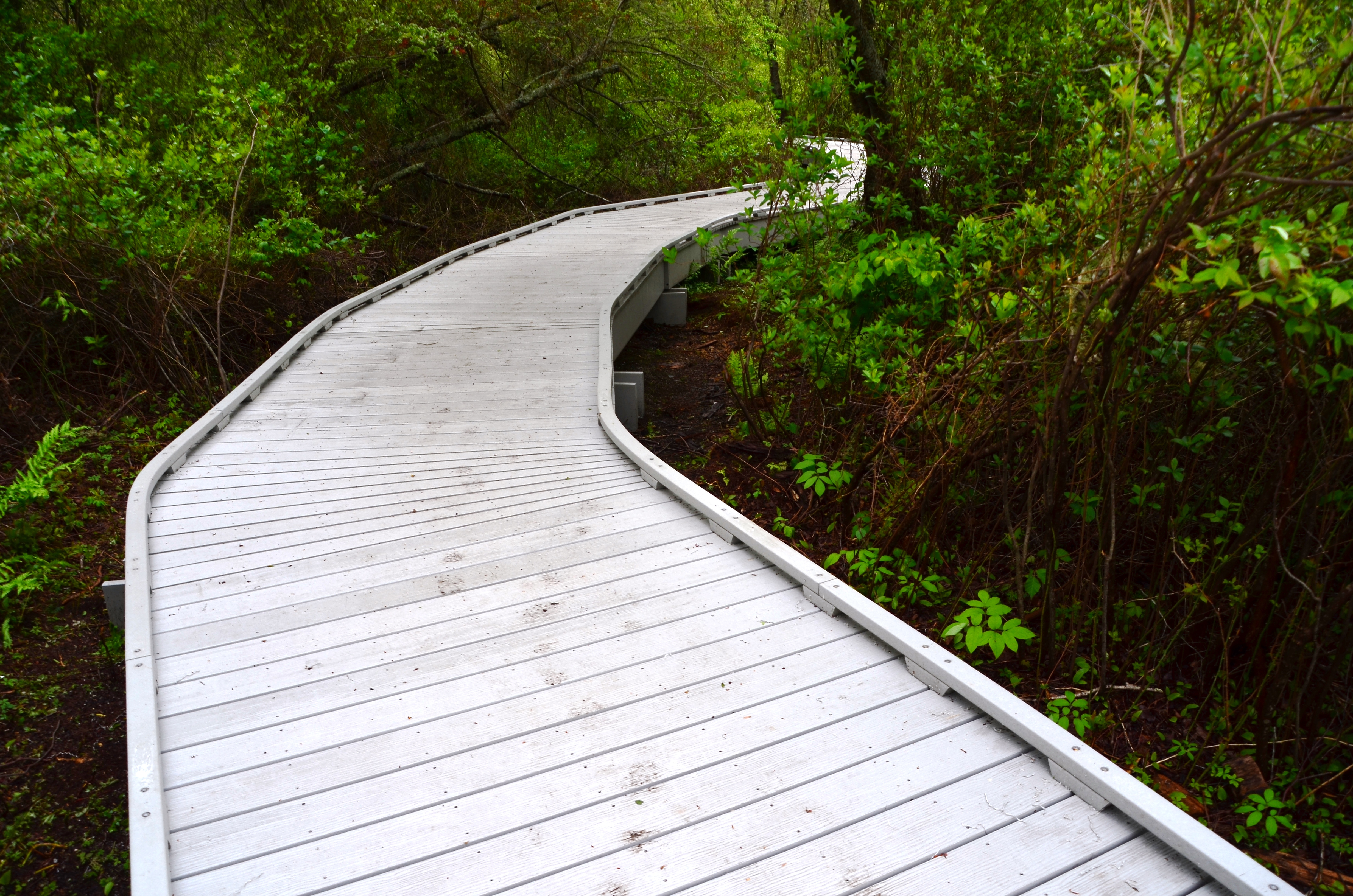 A wooden boardwalk curves through a lush swamp.