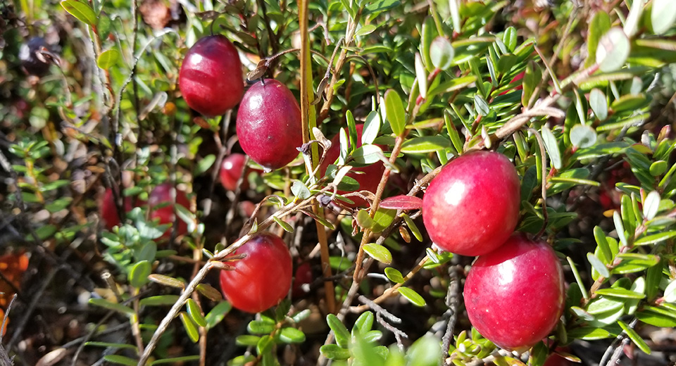 Province Lands Cranberries. Plump red cranberries in a bog.