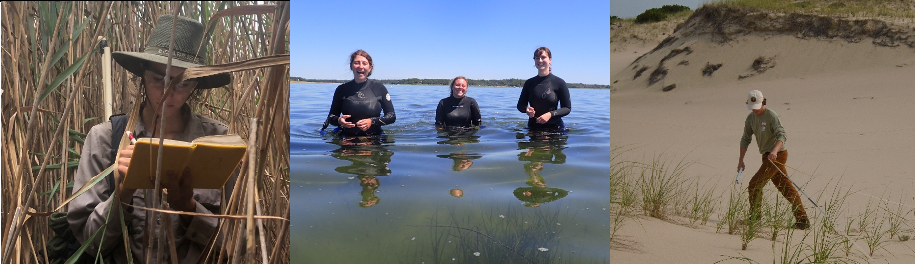Three images of scientists in the field conducting research. Left, scientist writes in notebook standing among reeds, center, three scientists stand in the water in wetsuits, right, scientists walks measuring tape among dunes and beach grass.