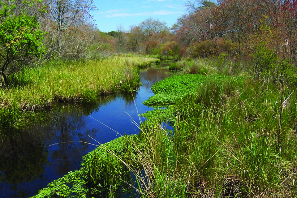 A blue river snakes through a marsh framed by trees.