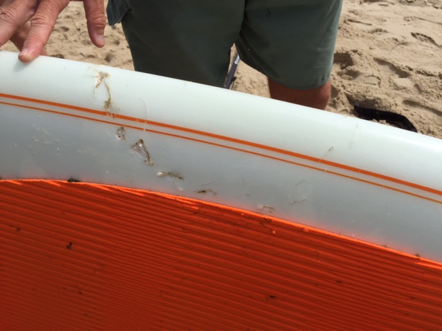 A close-up image of an orange and white paddle board shows teeth marks.