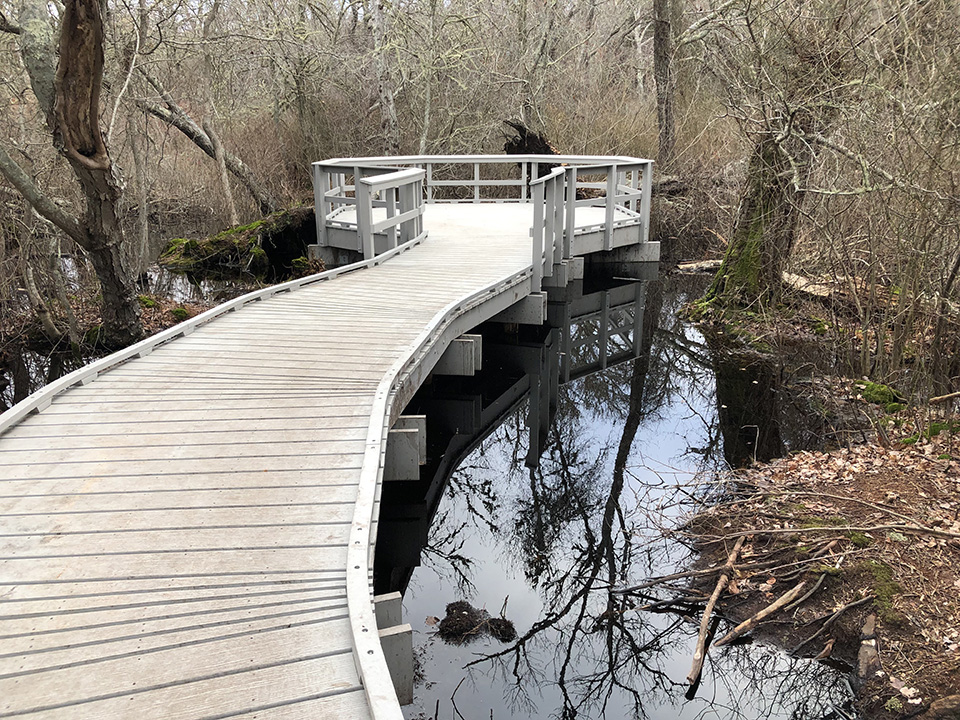 Repaired Red Maple Swamp Trail boardwalk and observation platform. A boardwalk winds through a swamp to a round observation platform.