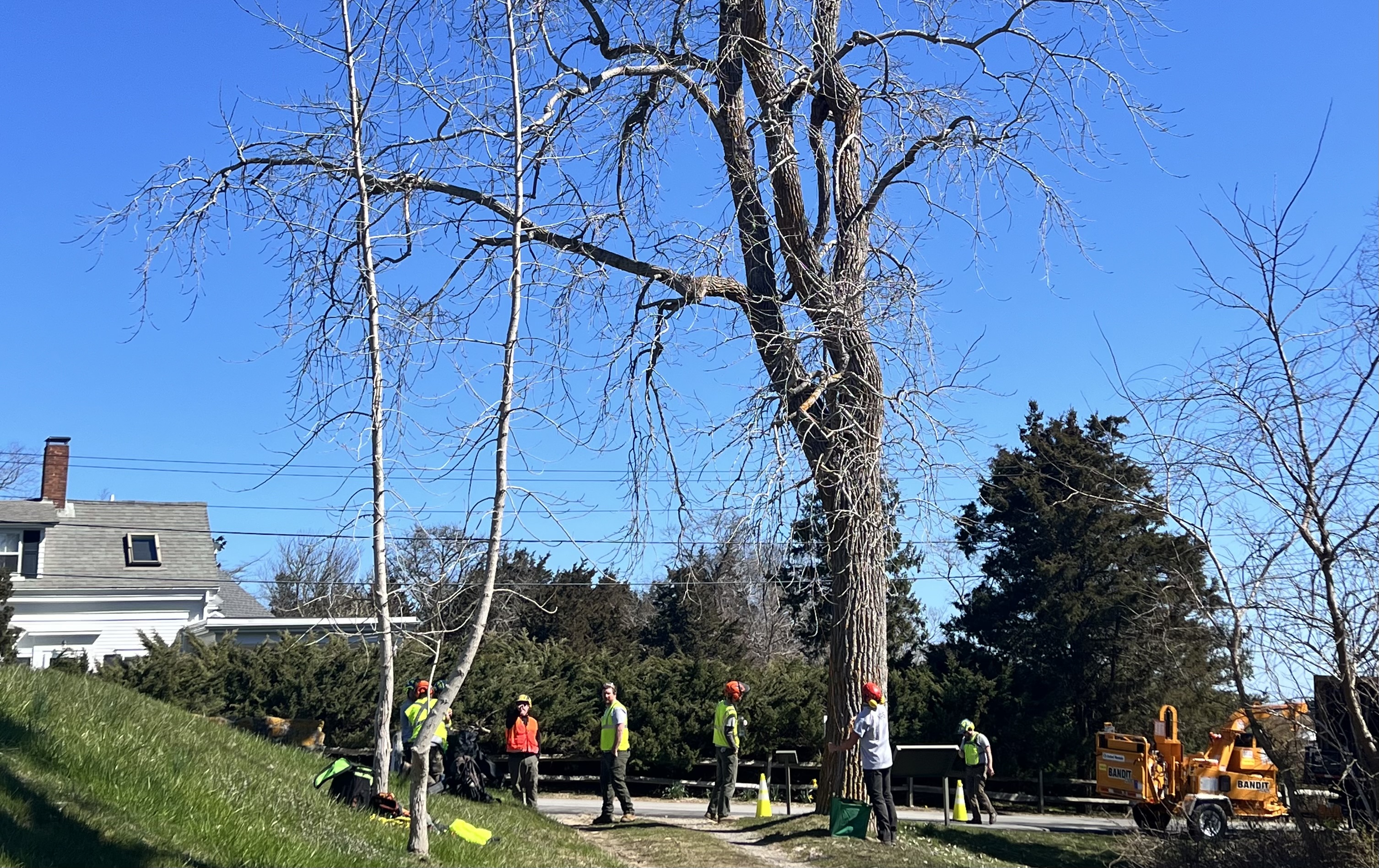 Park staff work around a tall tree to prune branches. Blue sky in background.