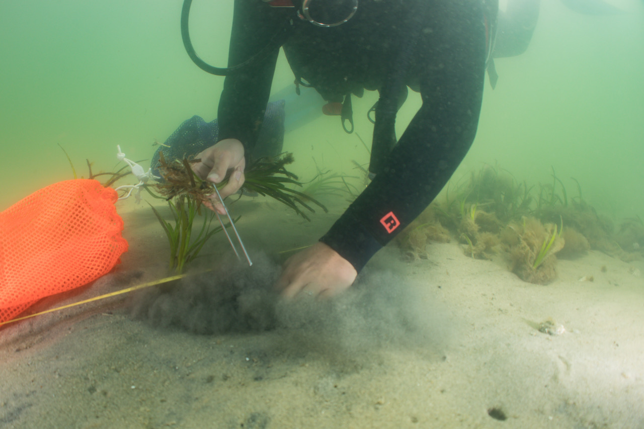 A diver works on seagrass research underwater.