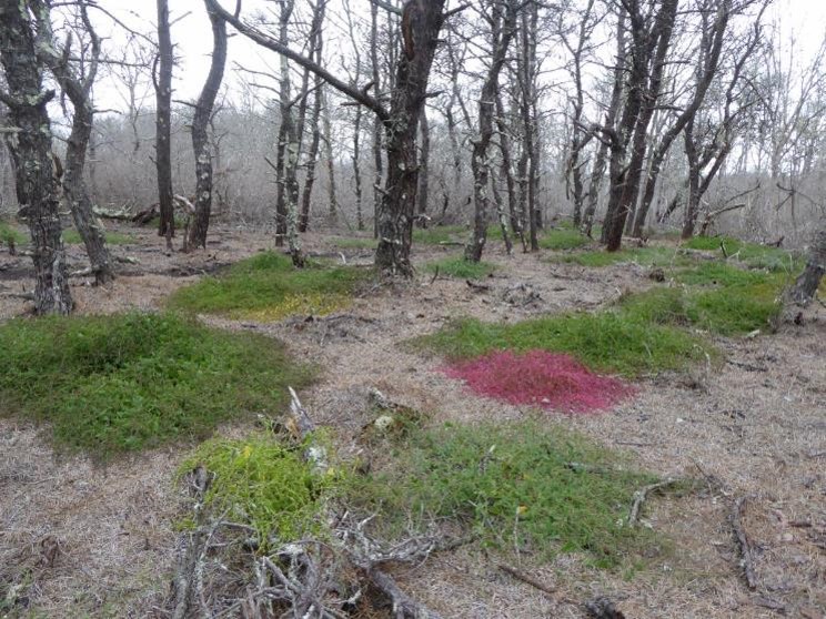 Patches of green and red shrubbery appear on the ground of a forest floor among dead trees and dead vegetation.