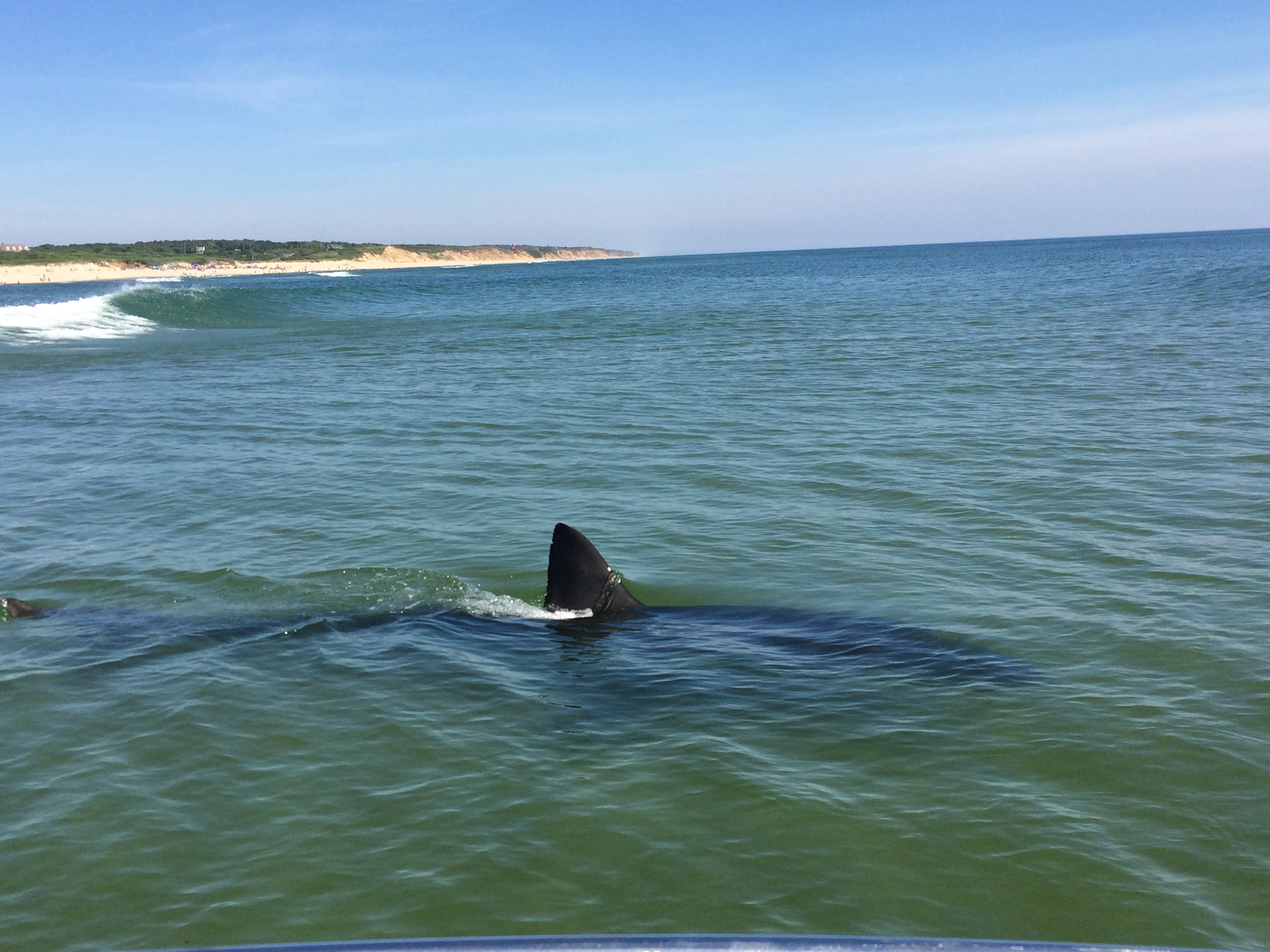 A view of the ocean near the shore, with shark fin above the water, and shadowy view of shark under the water