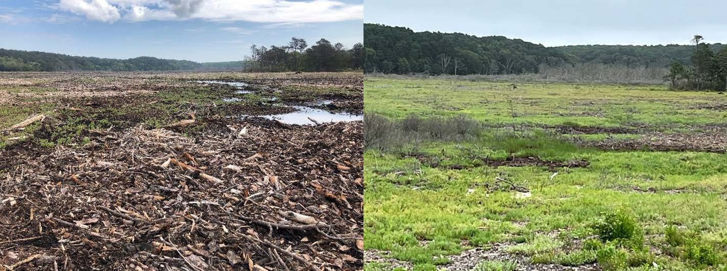 Duck Harbor regrowth Left, an open field of woody debris. Right, field is green and regrowing.