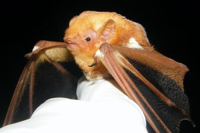 A small furry brown bat sits in a white-gloved hand.