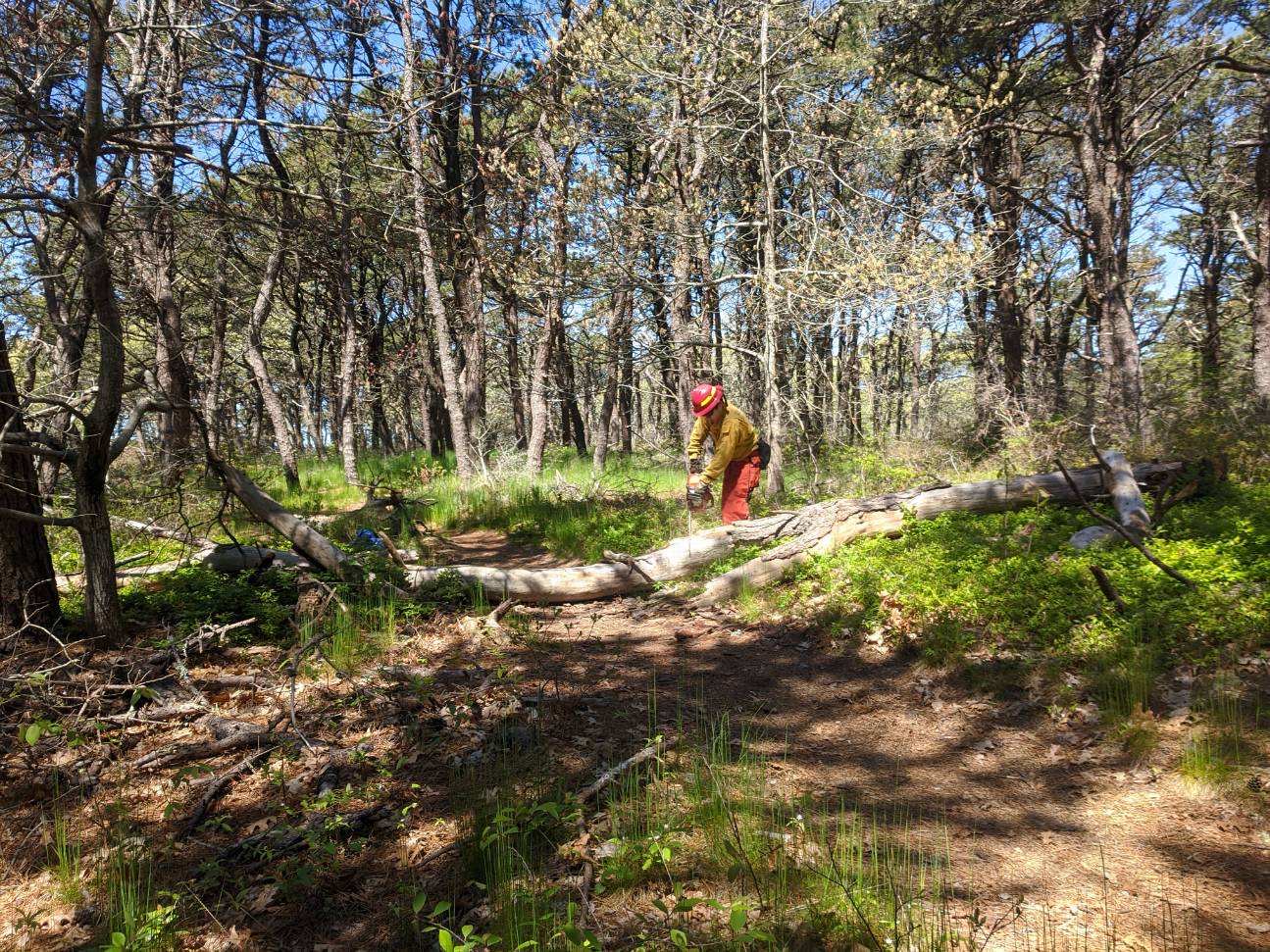 A fire crew member cuts up a downed tree on a fire road. Pine needs and trees.
