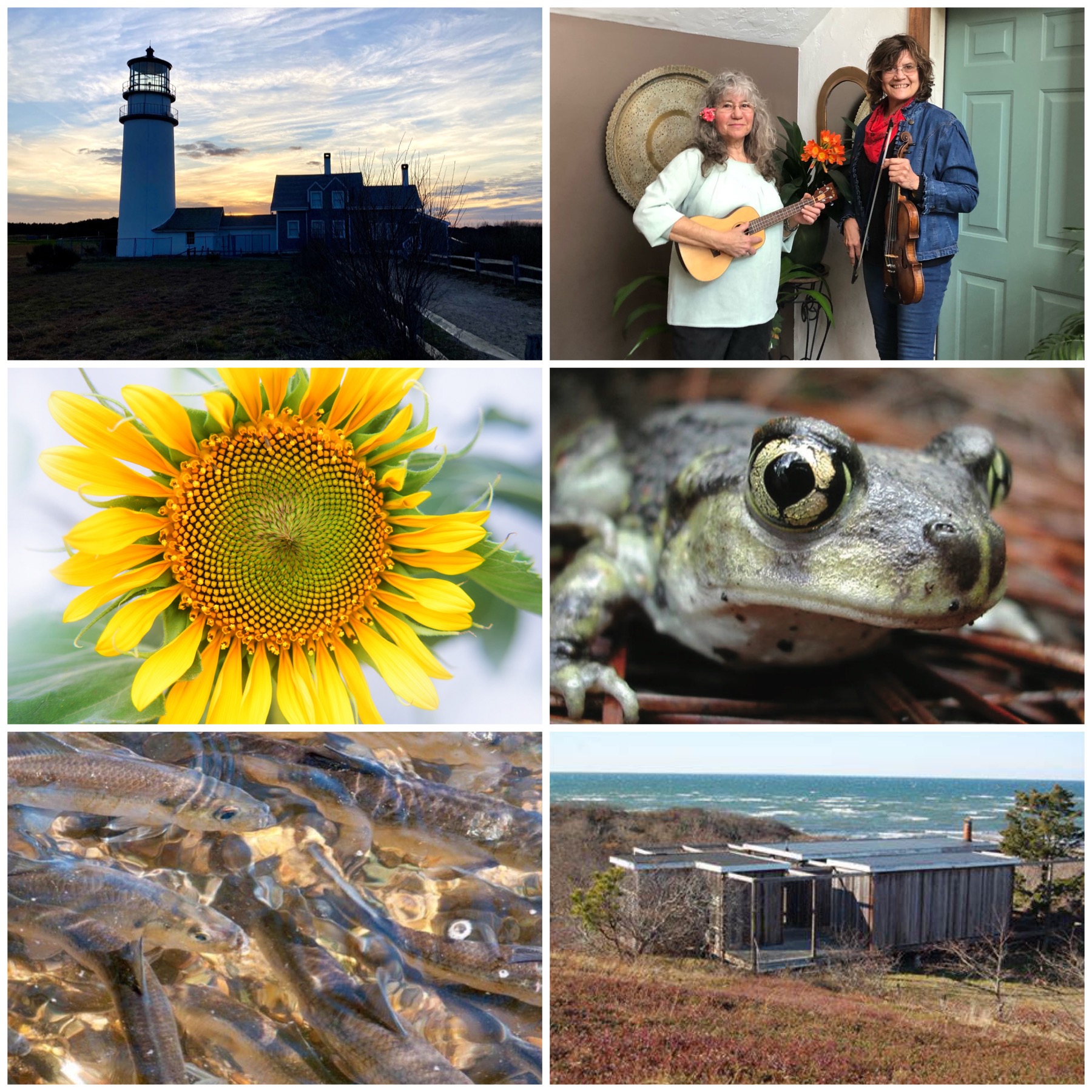 Spring Fling collage Collage of 6 images: Highland Light, artists holding instruments, a sunflower, a frog, herring, and the Hatch House.