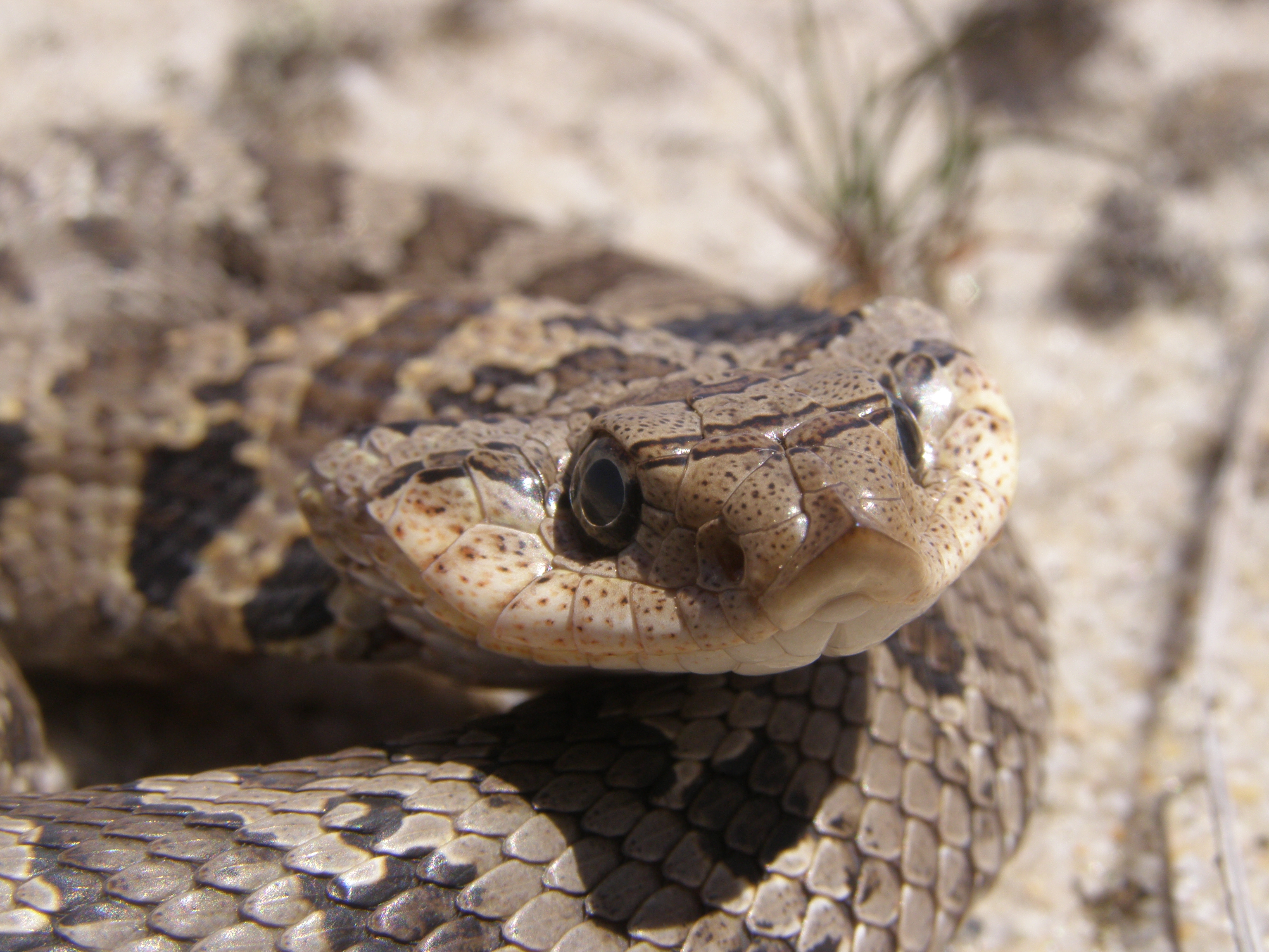 Eastern Hognose Snake