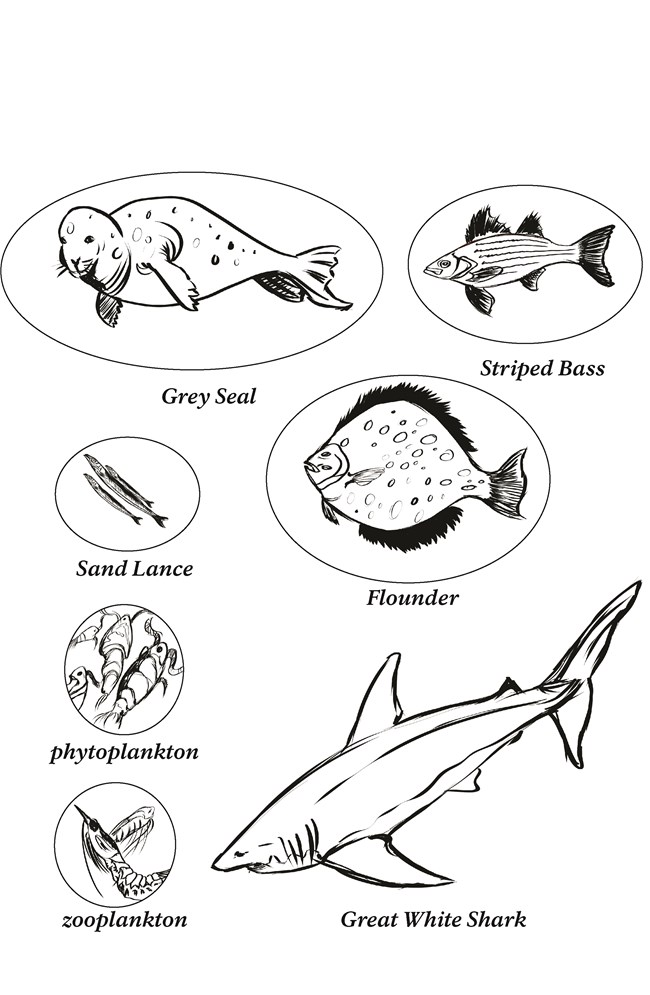 Marine animal coloring sheet showing grey seal, striped bass, flounder, sand lance, phytoplankton, zooplankton and great white shark.