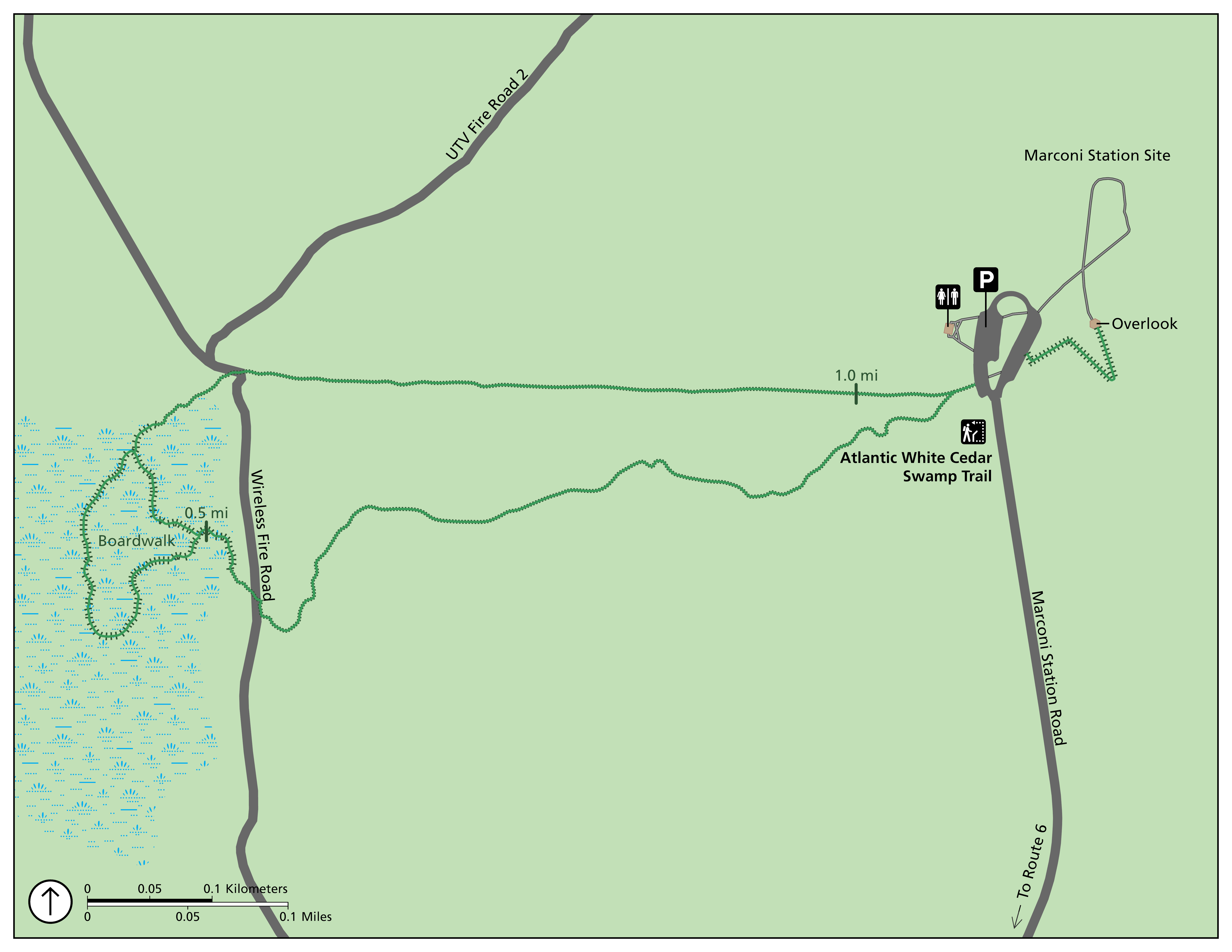 Atlantic White Cedar Swamp