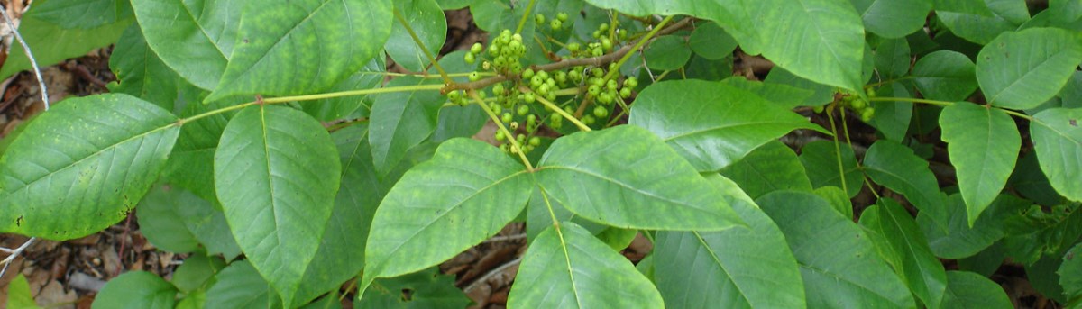 Poison ivy leaves brightly colored green and shiny. Poison ivy leaves brightly colored green and shiny.