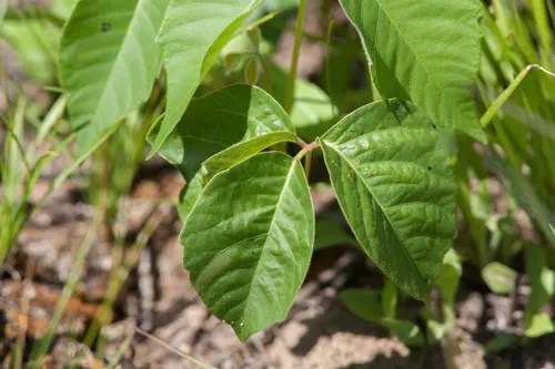 Three green leaves on a stem.