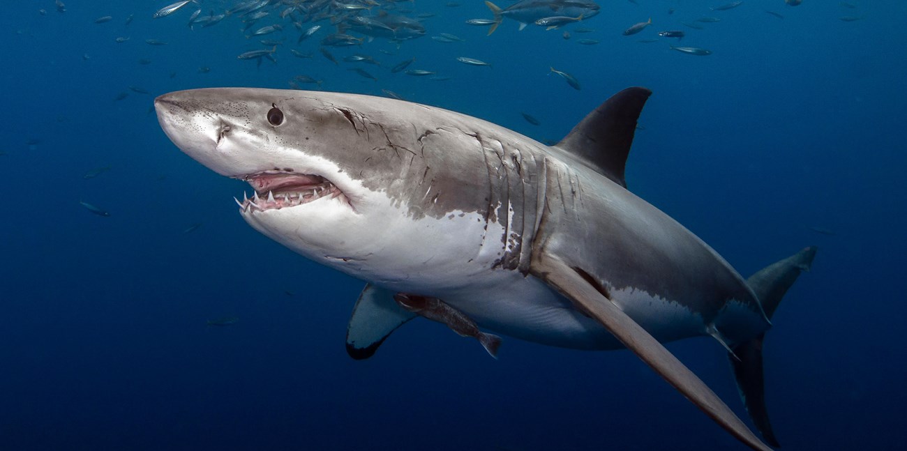 Shark Safety at Cape Cod - Cape Cod National Seashore (U.S.