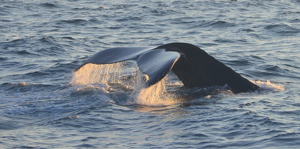 A whale's tail arches in the middle of a deep blue ocean splashing white foam about.