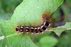 A multi-colored caterpillar sits on a leaf with multiple holes from being chewed upon.