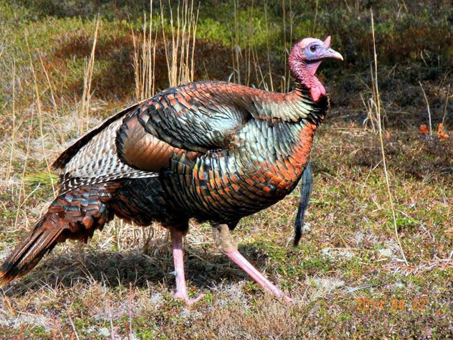 A brightly colored turkey walks though the forest.