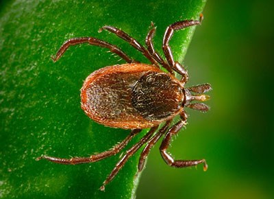 A tick sits on a leaf.