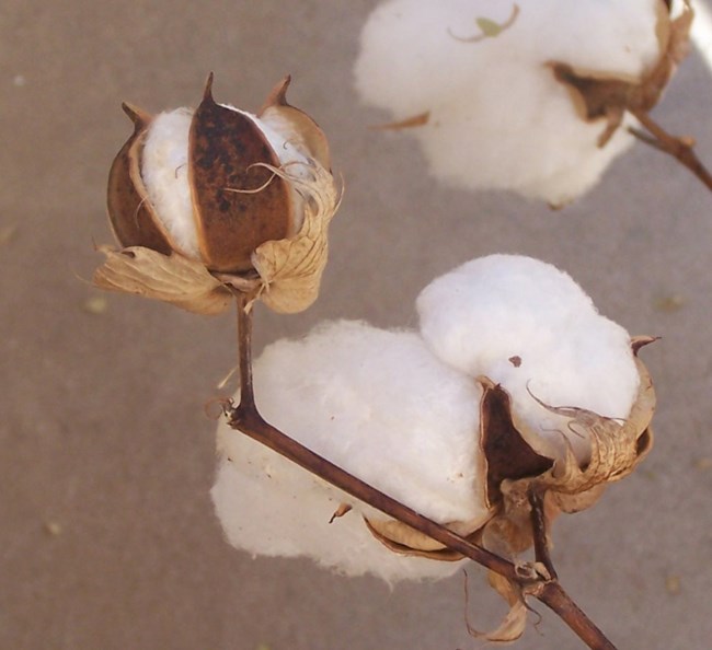 cotton boll ready for harvest