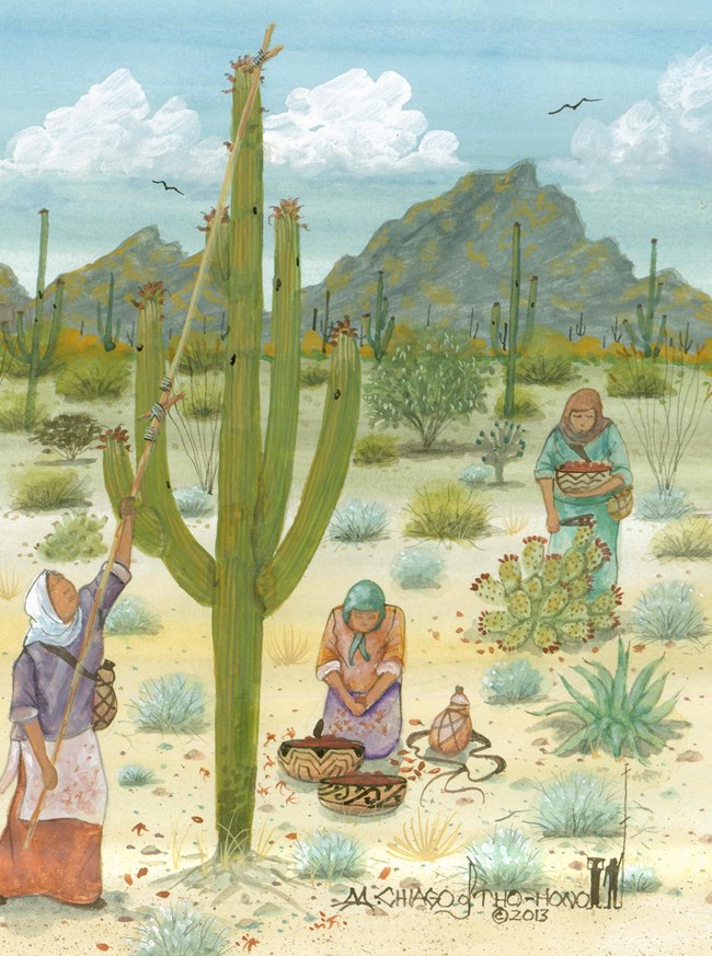 artist rendition of saguaro harvest
