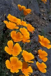 California poppies