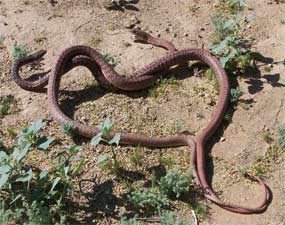 A pair of coachwhip snakes. A pair of coachwhip snakes.