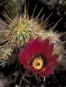 Hedgehog cactus in bloom Hedgehog cactus in bloom