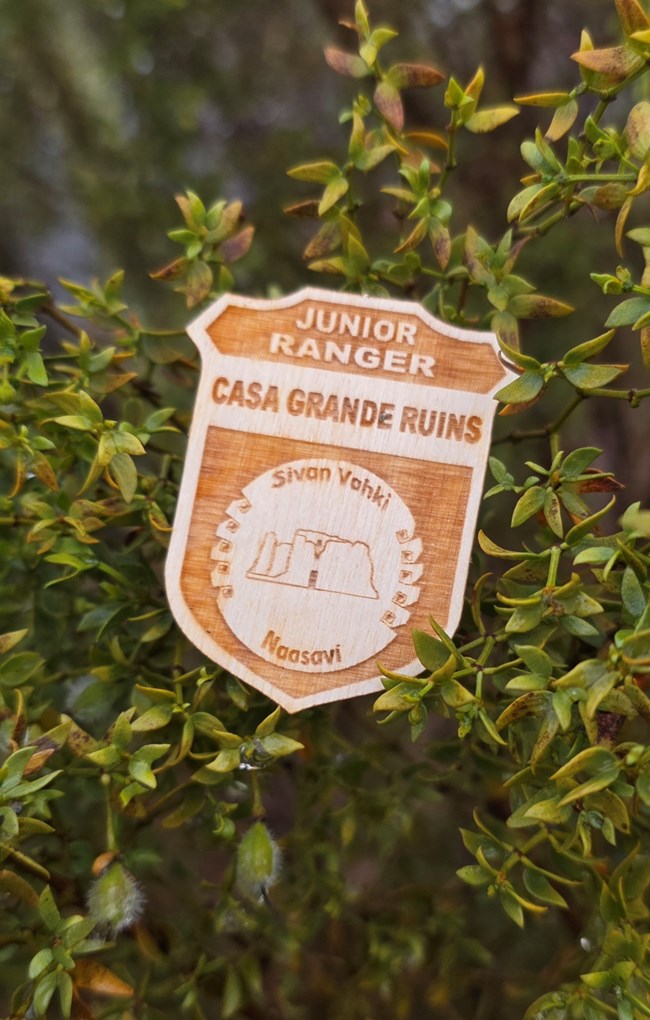 A wooden badge sits among the leaves of a Creosote Bush