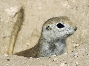 Mammals of the Sonoran Desert - Casa Grande Ruins National Monument (.  National Park Service)