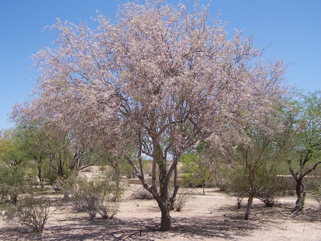 a rather large ironwood tree covered in pink blossoms