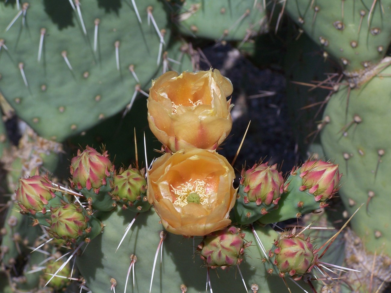 prickly pear bloom