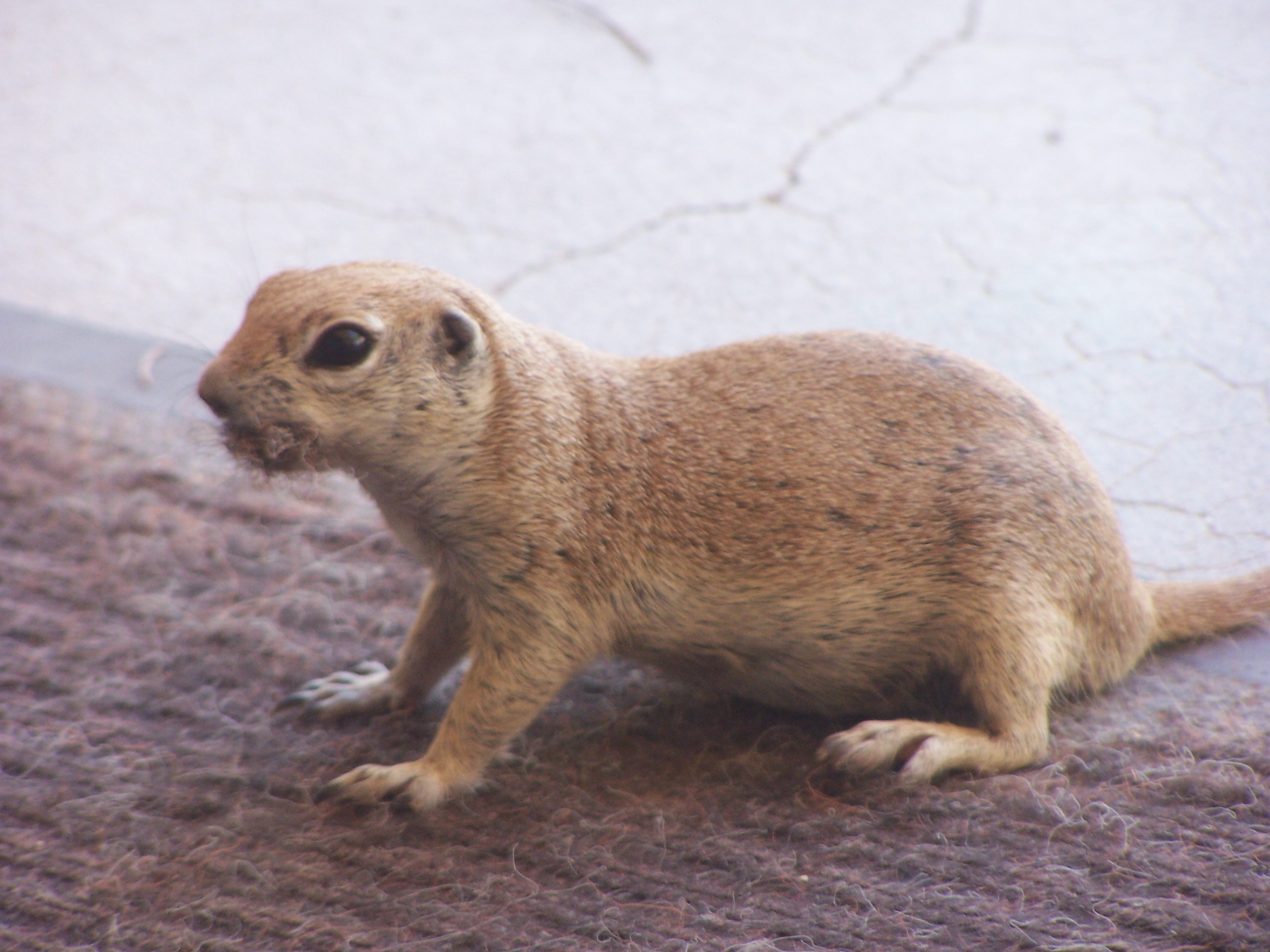ground squirrel eating welcome mat 2009