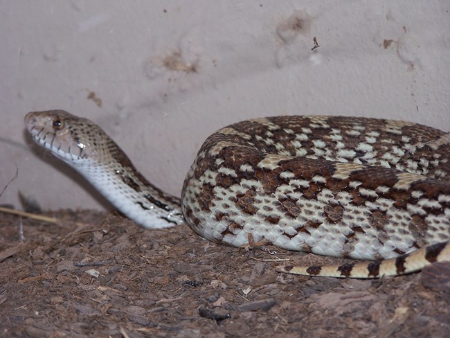 One of the resident park snakes