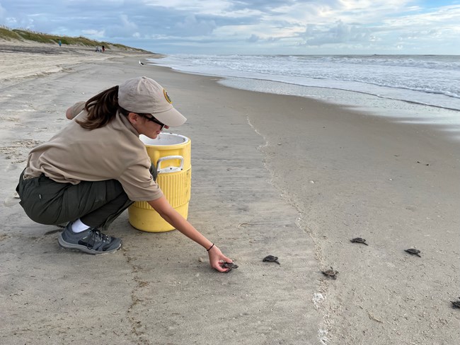 Volunteer kneels while releasing baby sea turtles on the beach.