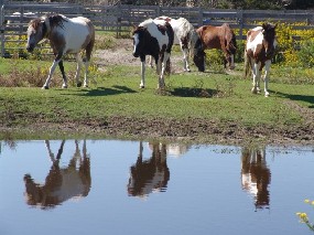 Banker ponies in their pasture on Ocracoke Island.