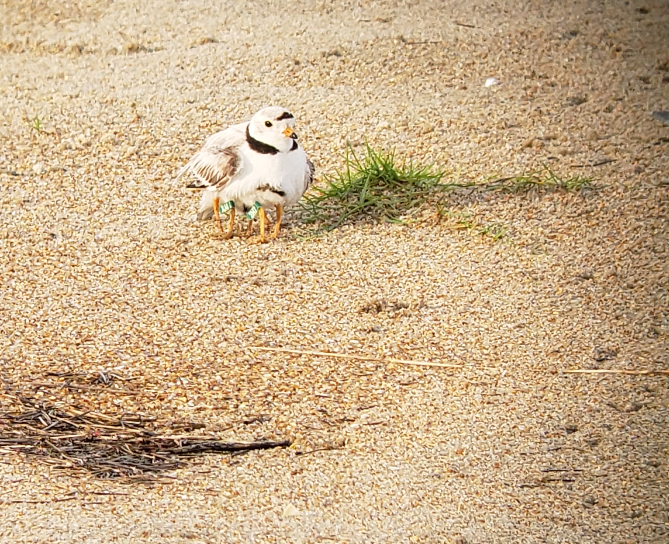 Piping plover adult brooding two chicks at Cape Point earlier this summer.