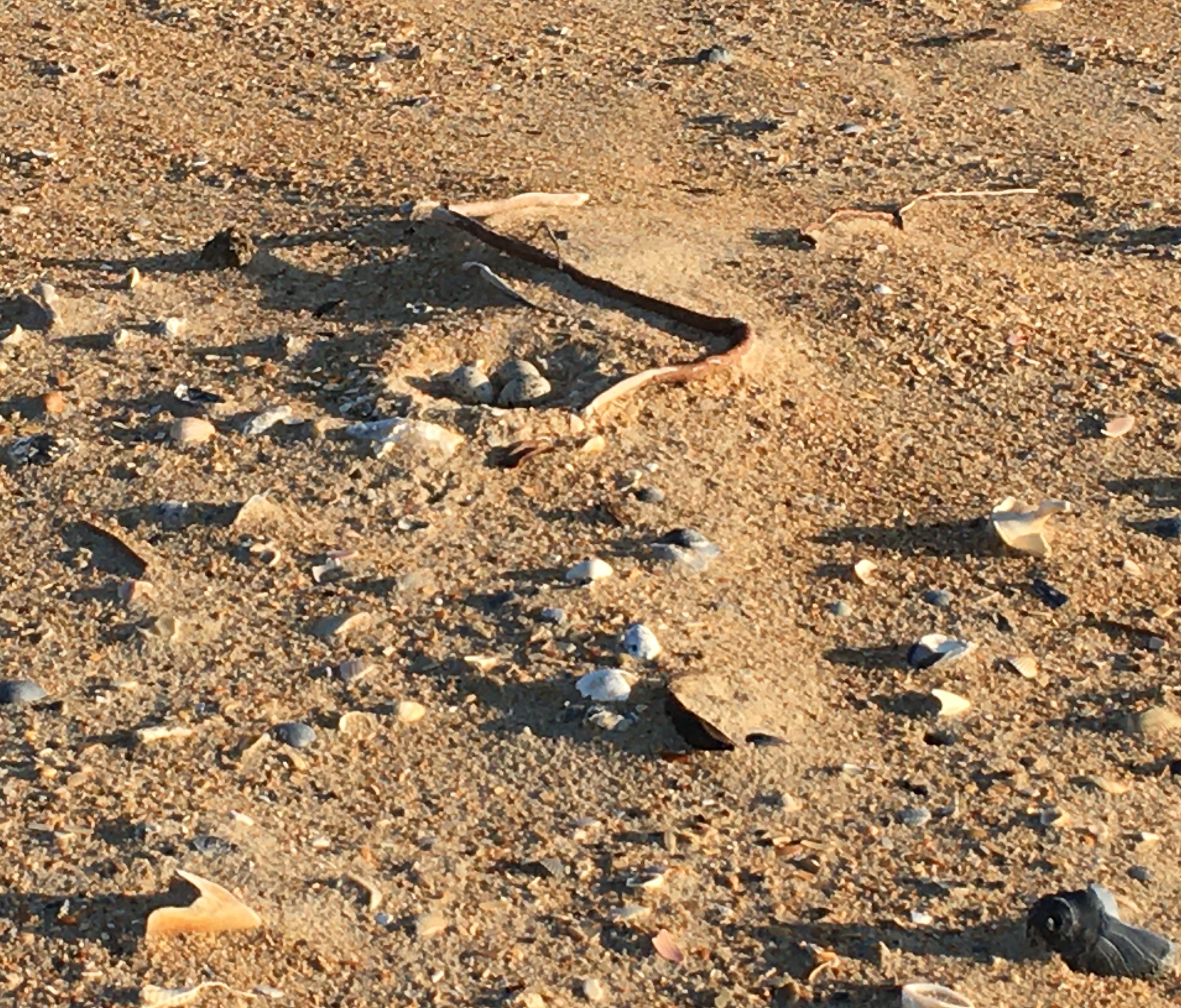 3-egg American oystercatcher nest among shells and debris on the South Beach closure Area.