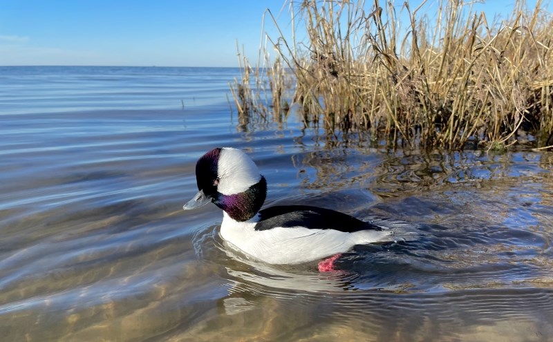A male bufflehead swims along the Pamlico Sound.