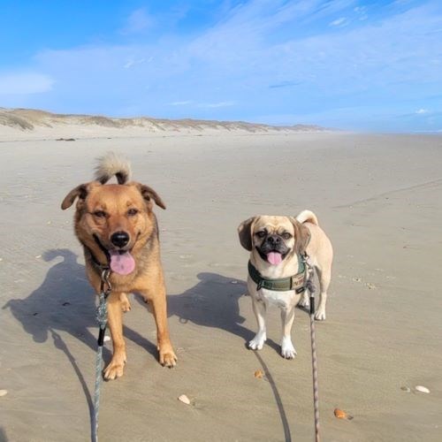 Two dogs on leashes on the beach.