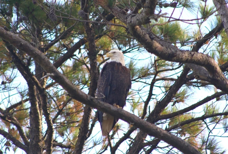 Bald Eagle at Wright Brothers National Memorial Image of a bald eagle perched on pine tree.